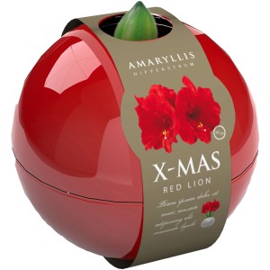 Amaryllis Rot oder Weiß im Kugel-Gefäß Topf-Ø ca. 16 cm