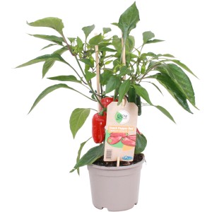GROW by OBI Mini-Paprika Pick-&-Joy im Topf mit roten, reifen Paprika und grünen Blättern.