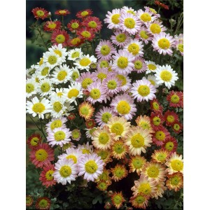 Winteraster Mini Mums (Chrysanthemum) im Topf mit bunten Blüten in Weiß, Rosa, Gelb und Rot.