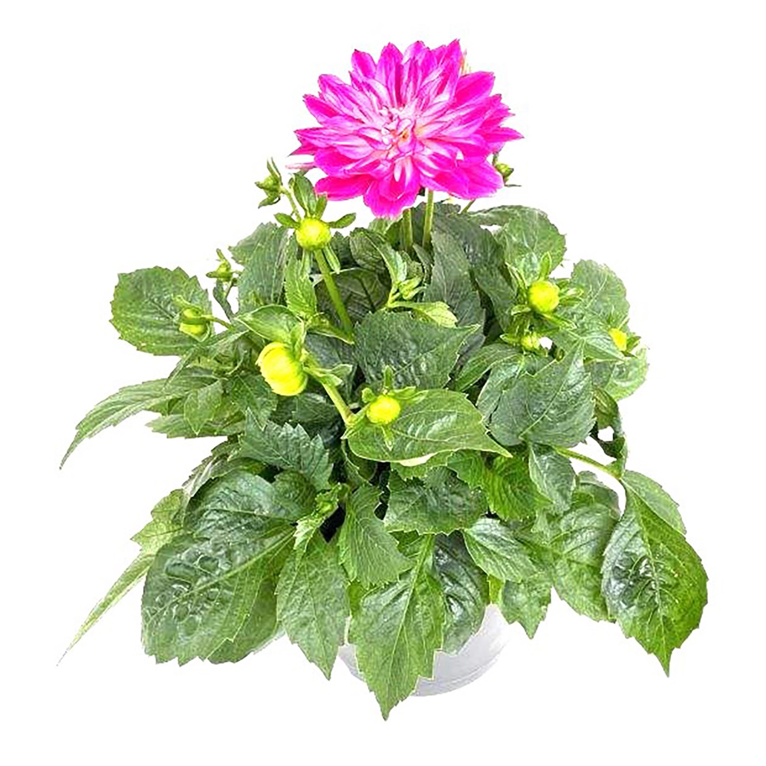 GartenDahlie XXL TopfØ ca. 23 cm Dahlia Hybriden kaufen bei OBI
