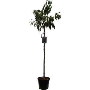 Hängende Nelkenkirsche als Stämmchen im Topf, ca. 125-150 cm hoch.