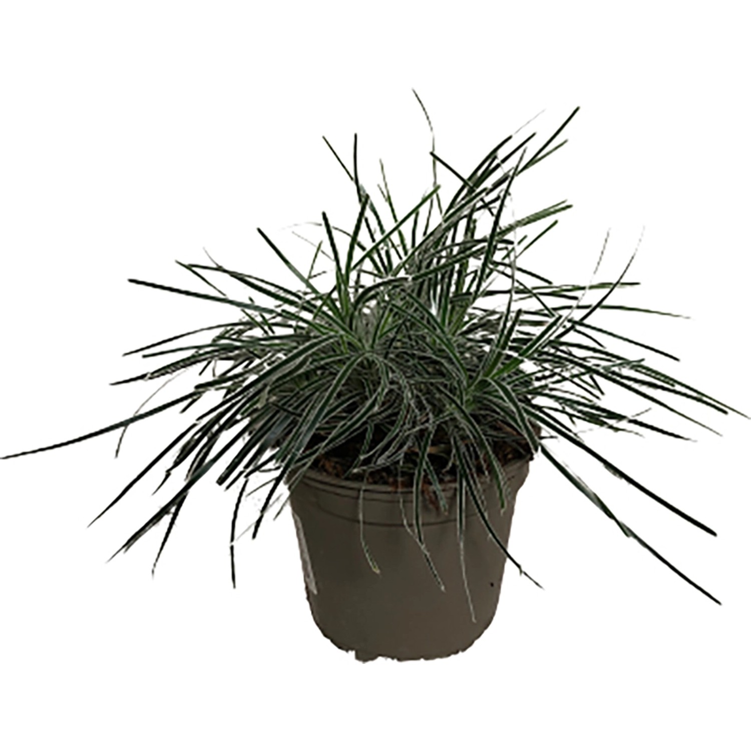 Zwergbinse (Ficinia truncata) im Topf, ca. 10-20 cm, von GROW by OBI. Dekorative Zimmerpflanze.