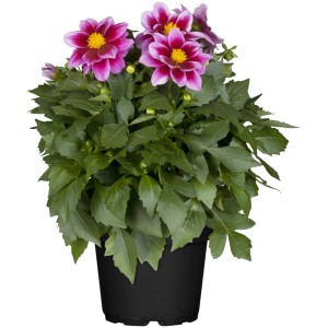 GROW by OBI Dahlie im Topf, pink-weiße Blüten und grüne Blätter.