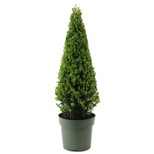 Japanische Stechpalme "Jenny" Höhe ca. 50 cm Topf-Ø ca. 21 cm Ilex crenata
