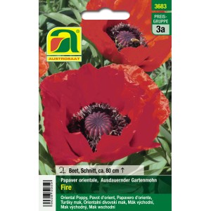Austrosaat Gartenmohn Fire Rot: Feuerrote Mohnblüten im Detail.