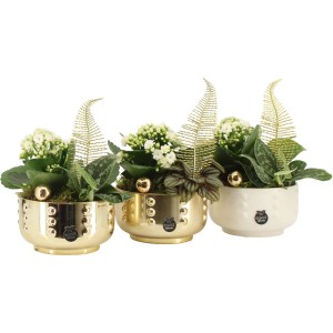 Winterliches Pflanzen-Arrangement im Keramikgefäß Auswahl Topf-Ø ca. 14 cm