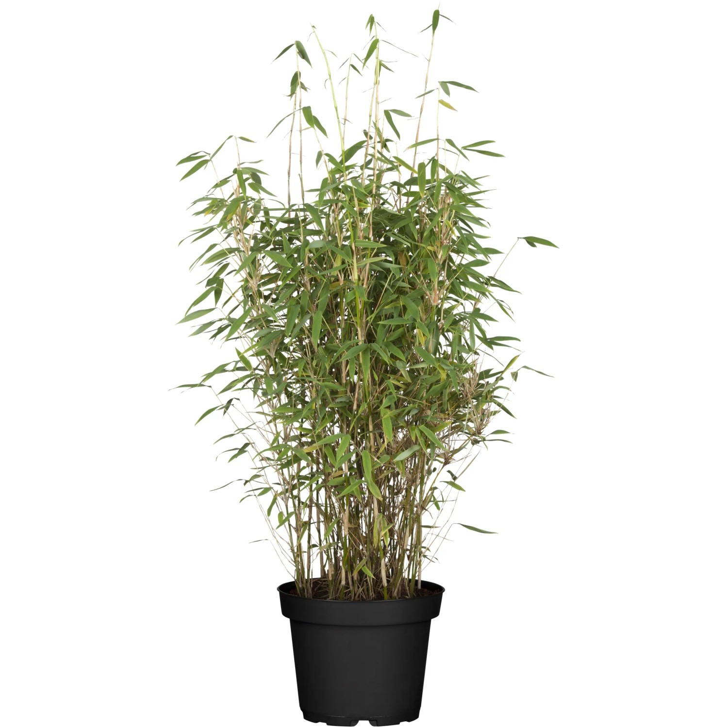 OBI Bambus "Volcano" Hhe ca. 60 - 80 cm Topf ca. 7,5 l Fargesia nitida  kaufen bei OBI