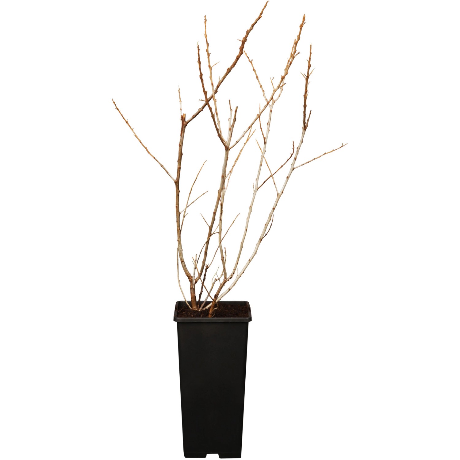 Sanddorn"Vitaminhochzeit" Höhe ca. 80 100 cm Topf ca. 9 l kaufen bei OBI
