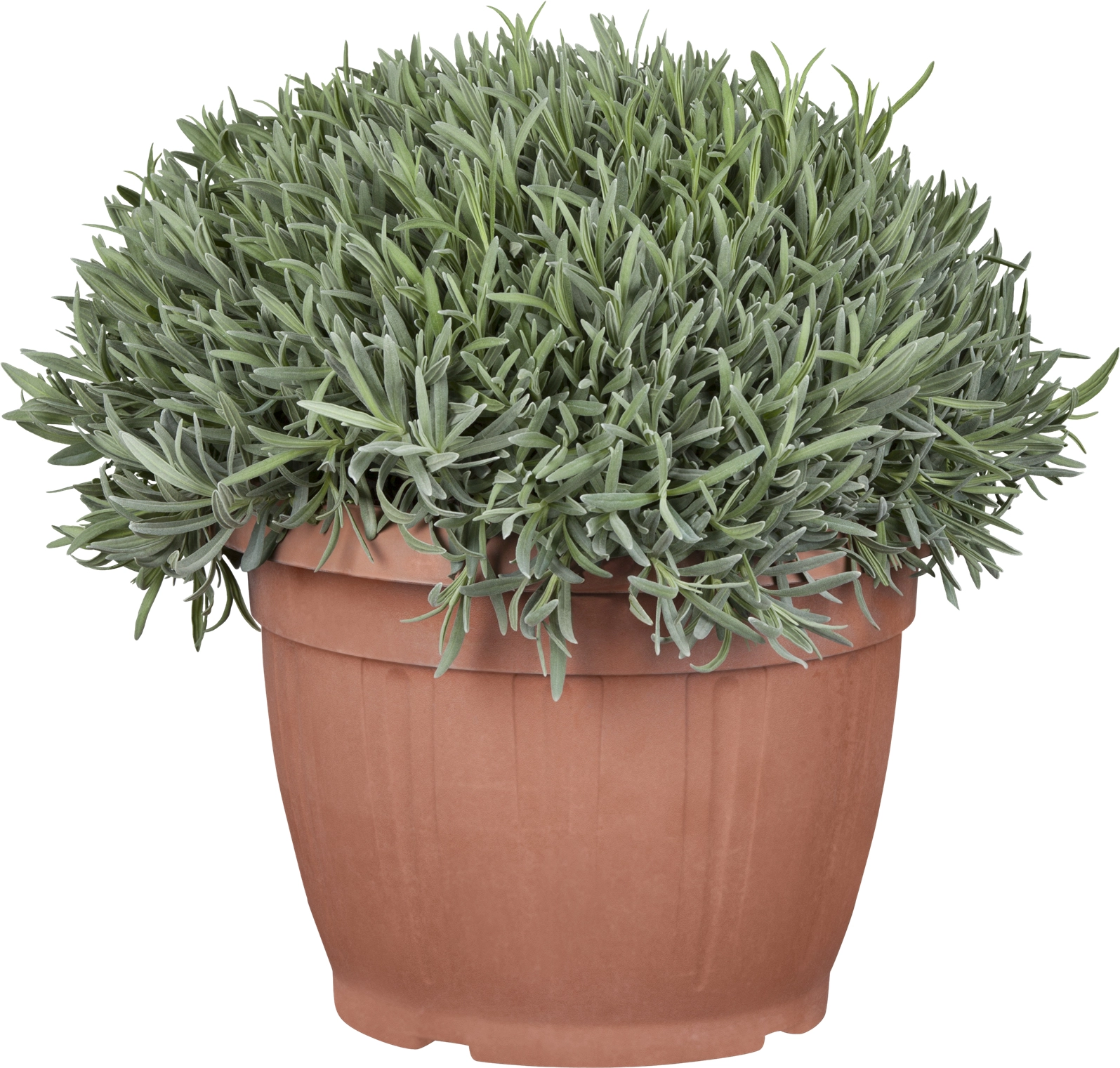 Lavendel TopfØ ca. 35 cm Lavandula kaufen bei OBI