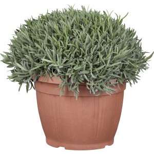 Lavendel  Topf-Ø ca. 35 cm Lavandula