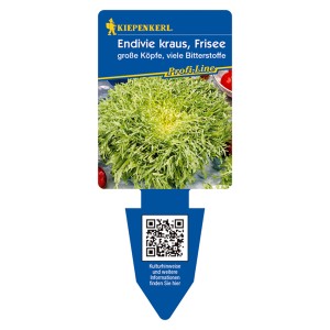 Kiepenkerl Endivie Jolie, Frisee-Salat mit feingeschlitzten Blättern.