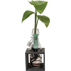 Hydroponik Grünpflanze im Glas mit Holzrahmen, Topf-Ø 8cm. Dekorative Blattschmuckpflanze für Innen.