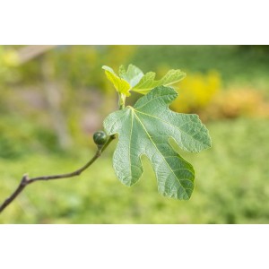 Nahaufnahme eines Feigenbaums (Ficus carica) mit grünem Blatt und Frucht.