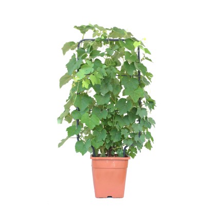 GROW by OBI DuoWeinrebe am Spalier Topf ca. 18 l Vitis vinifera kaufen