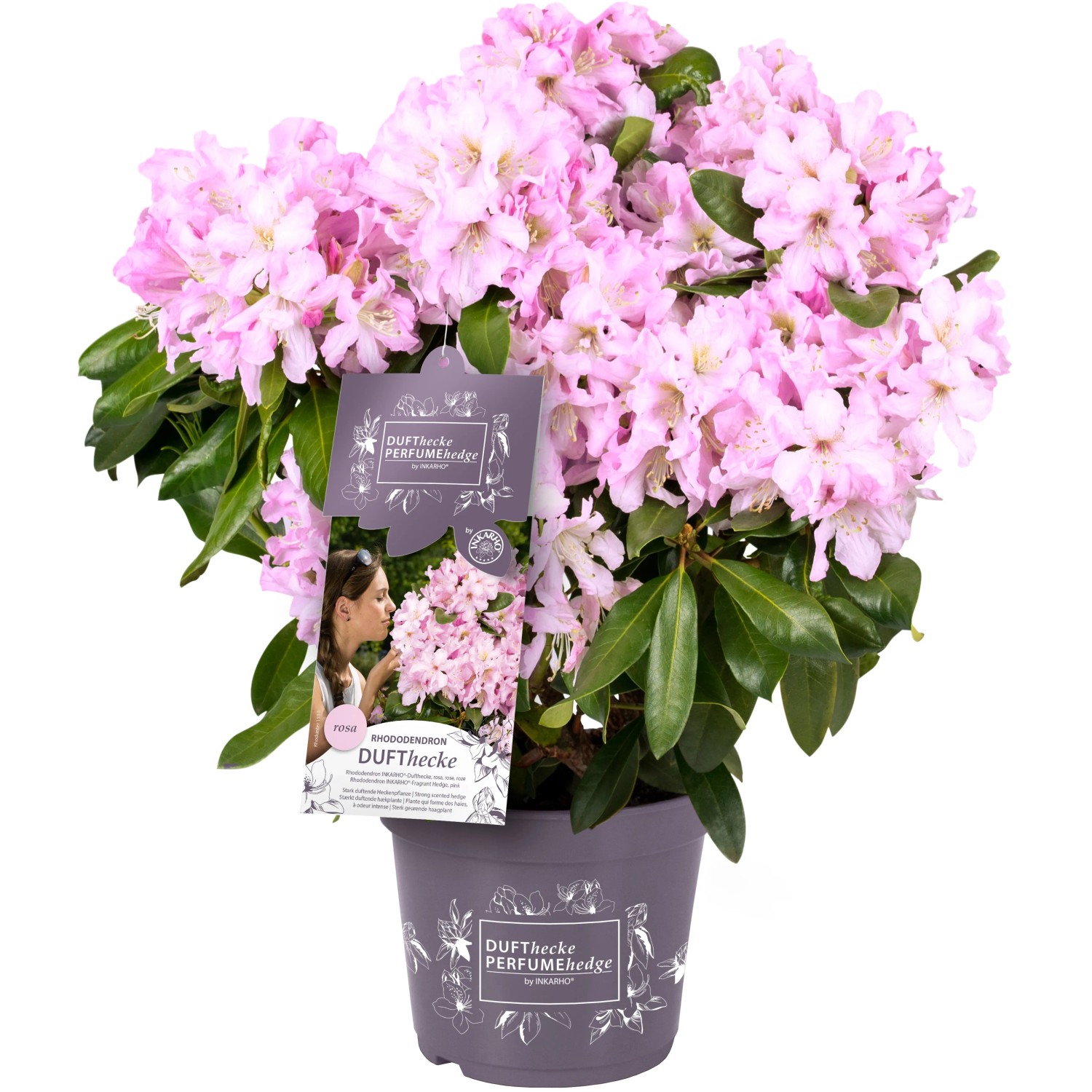 Rhododendron "Inkarho-Dufthecke" Topf ca. 5 l Rhododendron Hybride kaufen  bei OBI