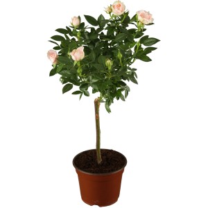 GROW by OBI Rose Rosy Boom Mini Stamm, ca. 50-60 cm hoch, im Topf. Zartrosa Blüten.