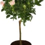 GROW by OBI Rose Rosy Boom Mini Stamm, ca. 50-60 cm hoch, im Topf. Zartrosa Blüten.