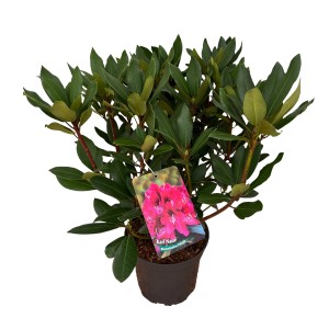 Roter Rhododendron Karl Naue im 5 l Topf, ca. 30-40 cm hoch.