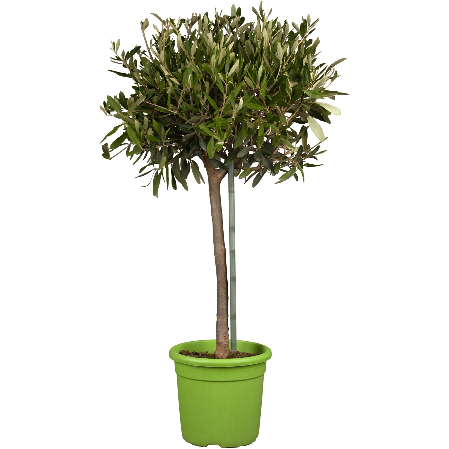 Olivenbaum Hhe ca. 70 - 80 cm Topf- ca. 18 cm Olea europaea kaufen bei OBI