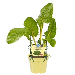 Blu Mangold im Topf, ca. 12 cm Ø, mit grünen Blättern und gelben Stielen.