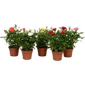 Zimmer-Rosen 'Rosa Amorosa' in verschiedenen Farben im Topf, ca. 25-30 cm hoch.