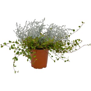 Strukturpflanzen-Mix: Drahtwein und Silberkörbchen im Topf, ca. 12 cm Ø. Hängepflanze für Beet und Balkon.