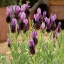 Blühender OBI Lavendel Anouk im Topf (Lavandula stoechas) mit lila Blüten.