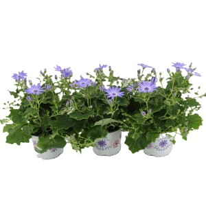 Blühendes Greiskraut (Senecio cruentus) im Topf, ca. 20-35 cm hoch, für die Frühjahrsbepflanzung.