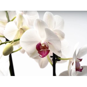 Nahaufnahme einer weißen Schmetterlingsorchidee 'Red Eye' mit roter Lippe, Zimmerpflanze.