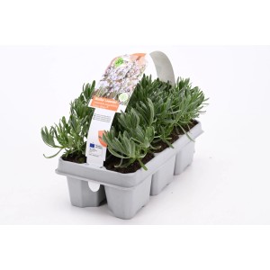 6er-Pack Lavendel White (Lavandula angustifolia) im Anzucht-Tray.
