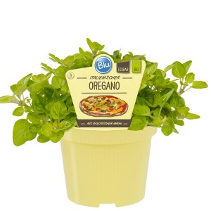 Blu Bio-Oregano im Topf (Ø 12cm) mit Etikett und Pizza-Illustration.