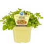 Blu Bio-Oregano im Topf (Ø 12cm) mit Etikett und Pizza-Illustration.