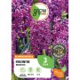 GROW by OBI Hyazinthe Woodstock Purpur, violette Blütenstände, 25 cm hoch.