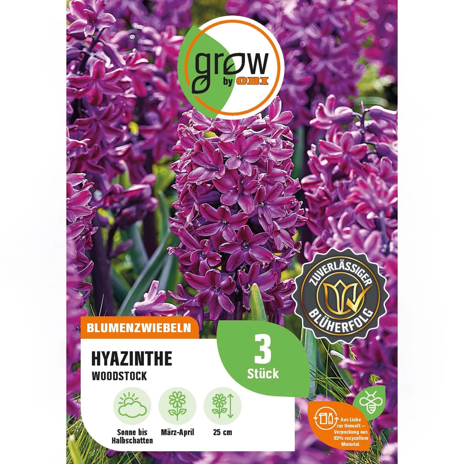 GROW by OBI Hyazinthe Woodstock Purpur, violette Blütenstände, 25 cm hoch.