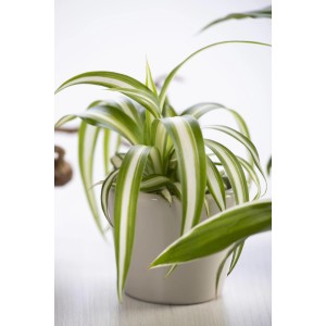 Grünlilie 'Variegatum' im Topf, eine dekorative Grünpflanze mit grün-weißen Blättern.