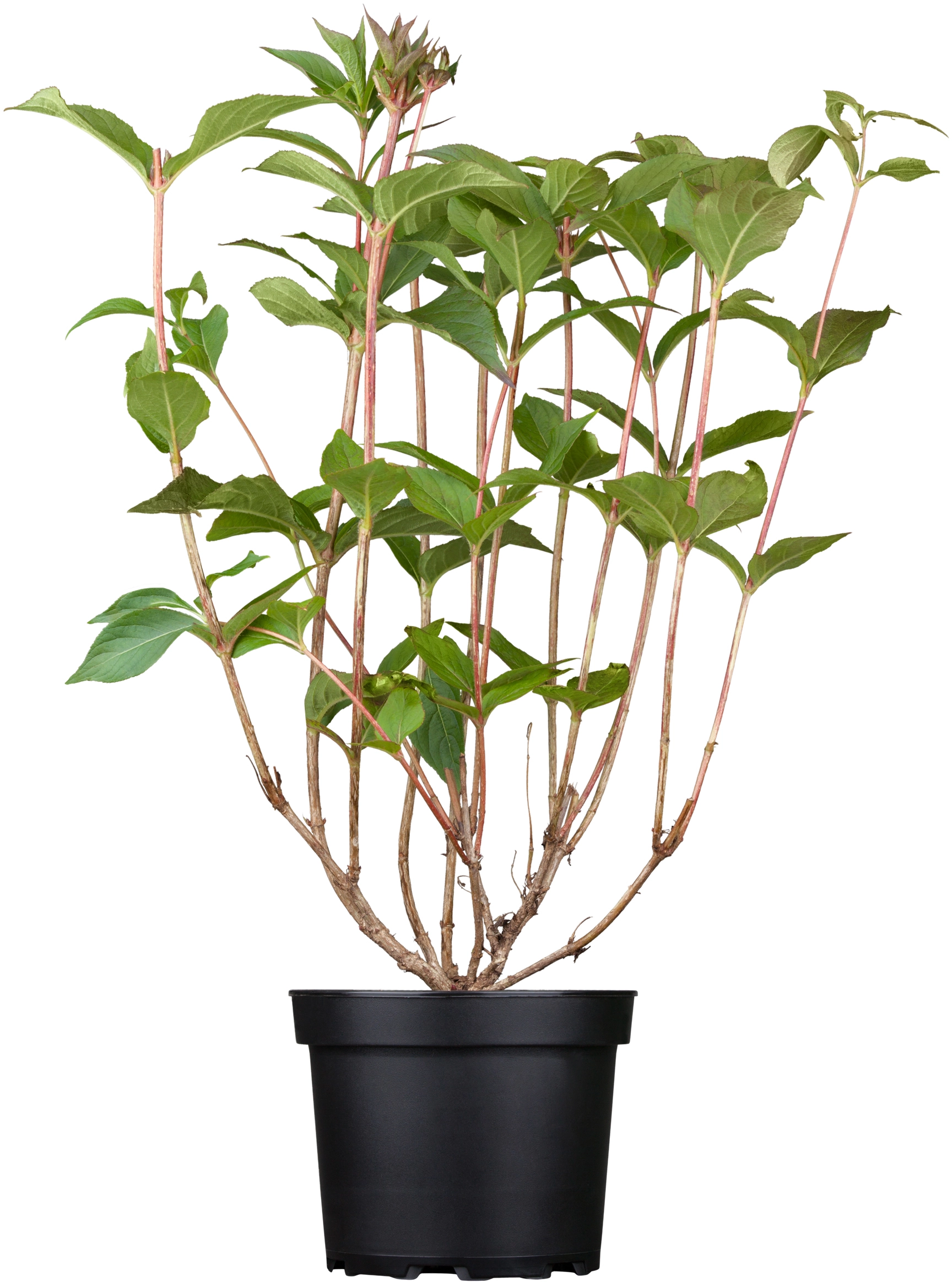 OBI Weigelie "Bristol Ruby" Rot Höhe ca. 60 80 cm Topf ca. 6 l