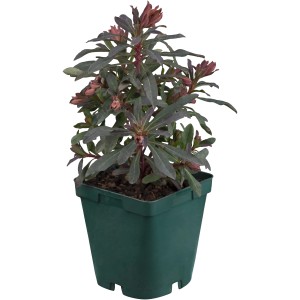 Wolfsmilch (Euphorbia x martinii) im Topf, ca. 15 cm hoch. Dekorative Staude für sonnige Standorte.