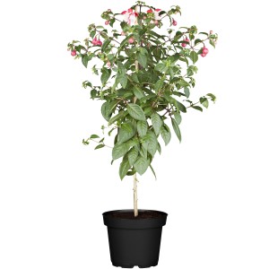 Fuchsie Stamm, ca. 50-70 cm hoch, im Topf. Blühende Kübelpflanze mit rosa-weißen Blüten.