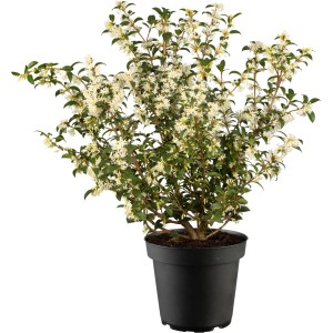 Frühlingsduftblüte Höhe ca. 50 - 70 cm Topf ca. 7,5 l Osmanthus burkwoodii