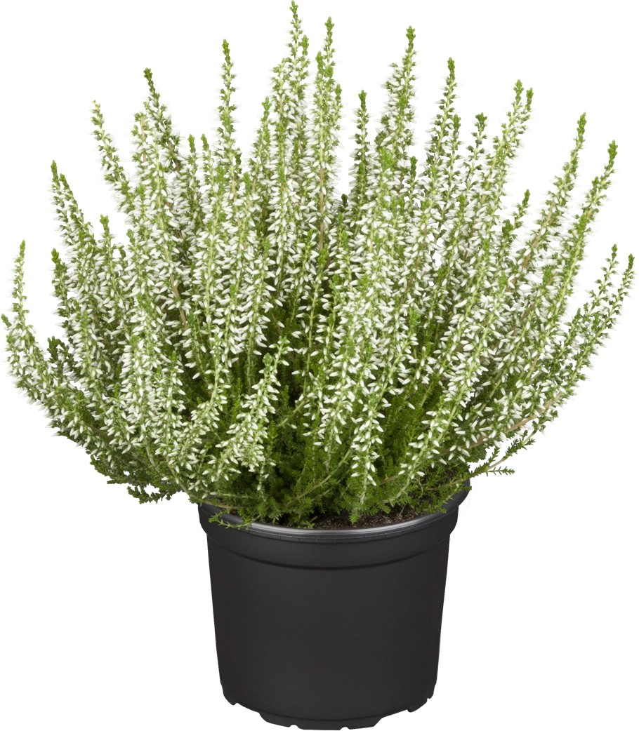 Knospenheide Weiß Topf-Ø Ca. 11 Cm Calluna Vulgaris Kaufen Bei OBI