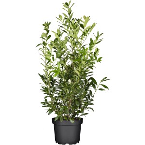GROW Kirschlorbeer Caucasica, ca. 100cm hoch im 10l Topf. Immergrüne Heckenpflanze für den Garten.