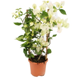 Drillingsblume (Bougainvillea) am Spalier, ca. 55cm hoch, im Topf. Blühende Kletterpflanze mit weißen Blüten.