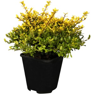 OBI Berg-Ilex "Glorie Gem" Höhe ca. 10 - 20 cm Topf ca. 2 l Ilex crenata