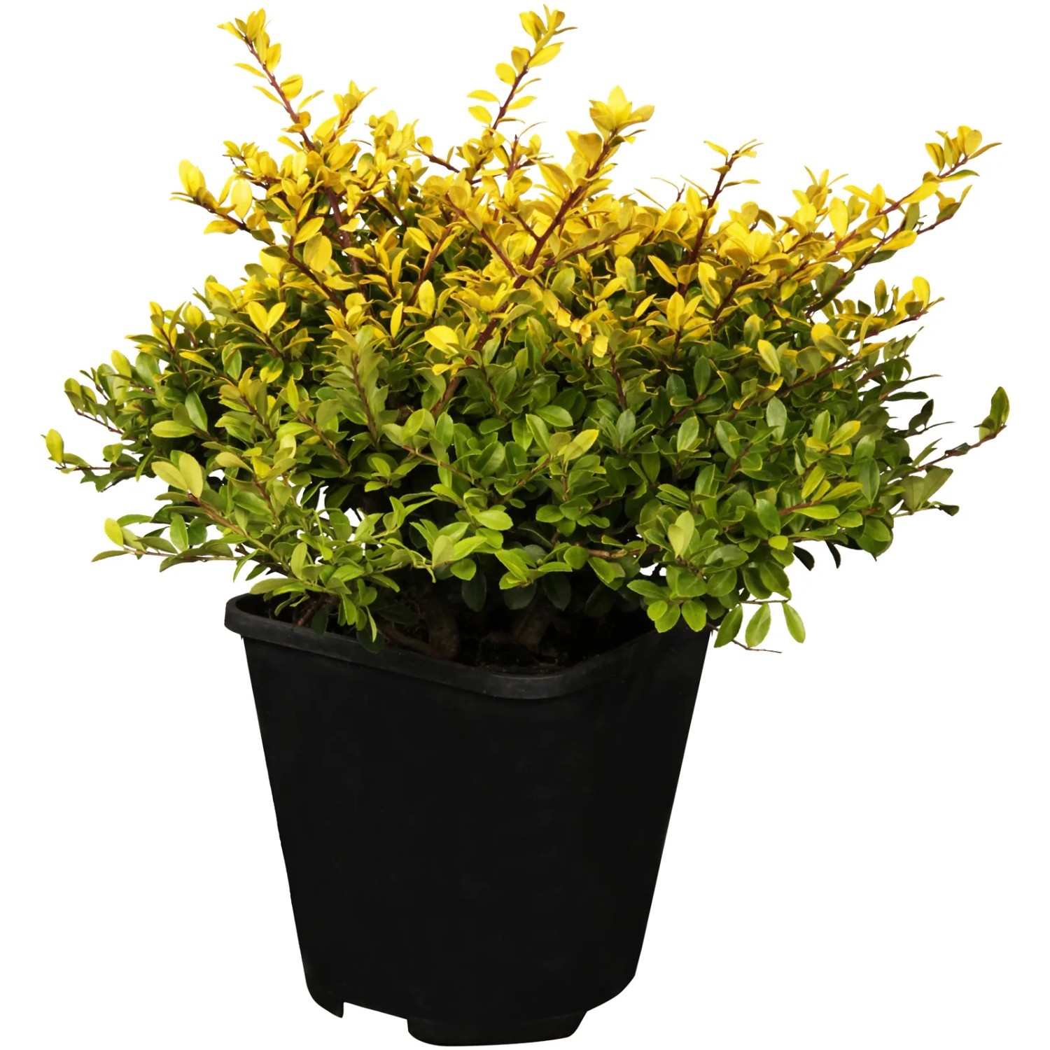Japanische Stechpalme (Ilex Crenata) kaufen bei OBI