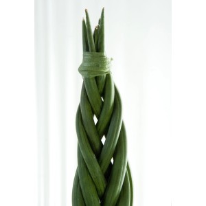 Geflochtener Bogenhanf Sansevieria zeylanica im 12 cm Topf.