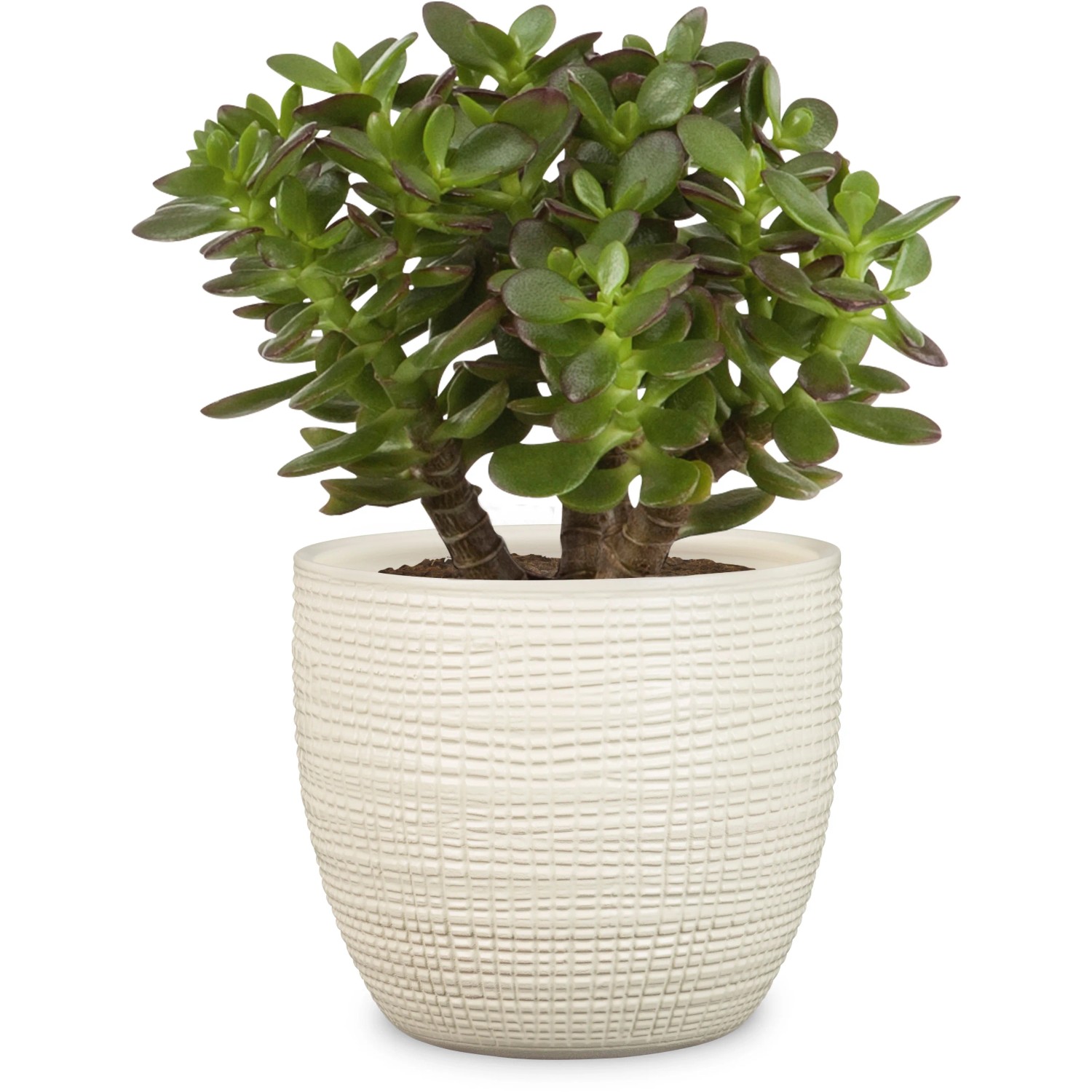 Scheurich Übertopf 866, 16 cm, Vainilla, mit grüner Pflanze. Keramik Übertopf für den Innenbereich.