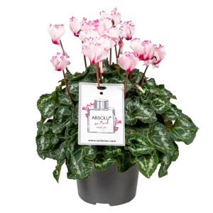 Alpenveilchen Victoria Du Morel mit rosa-weißen Blüten im Topf.