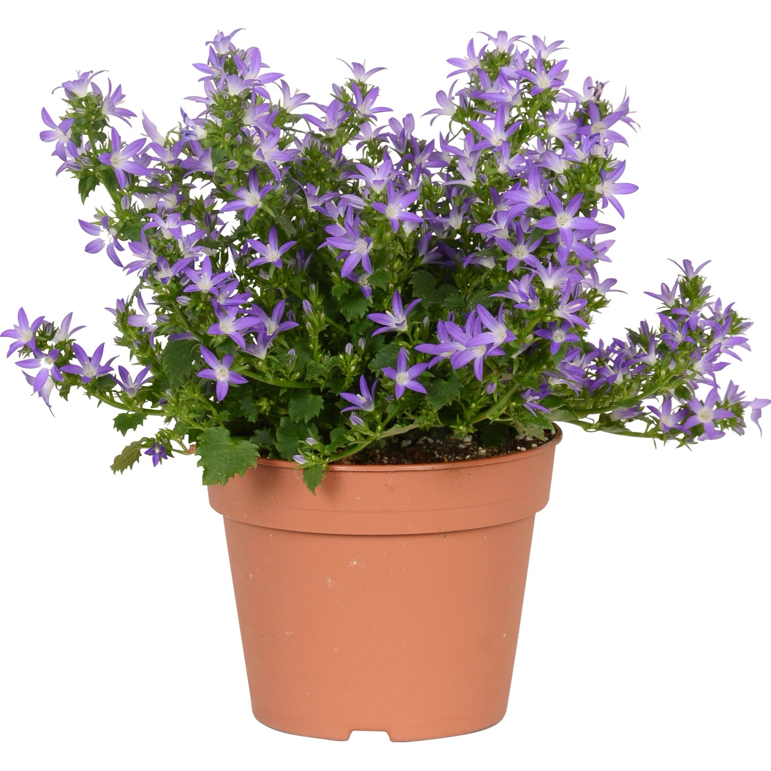 Glockenblume Im Topf