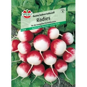 Sperli Radieschen Radies Rundes halbrot-halbweiß Samen, zweifarbig.
