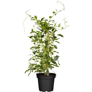GROW by OBI Bio Kiwi "Issai" selbstfruchtend Topf ca. 2 l Actinidia